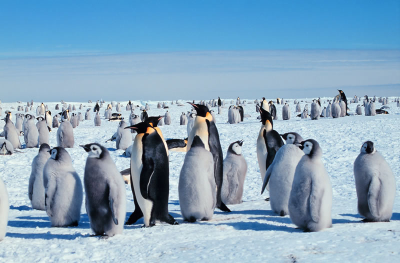penguin - 11 Of Natures Greatest Animal Mothers
