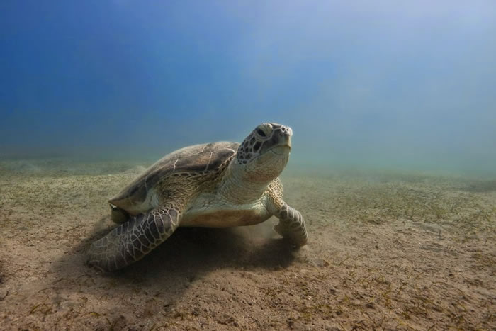 28 Amazing Pictures Of Turtles 10