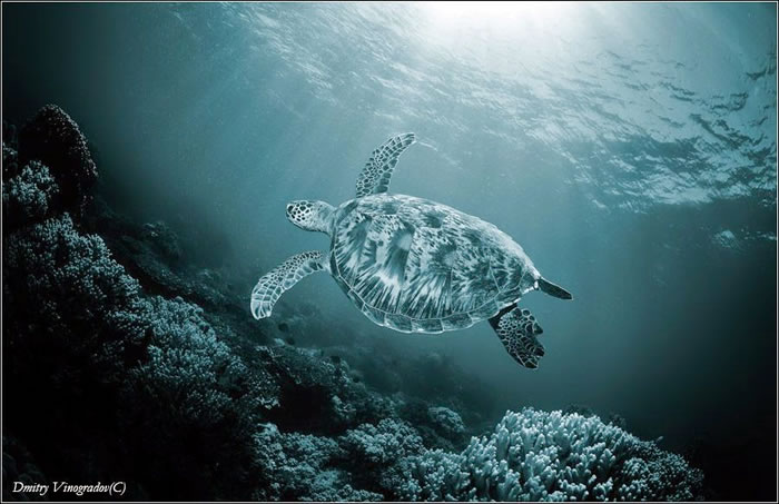 28 Amazing Pictures Of Turtles 11