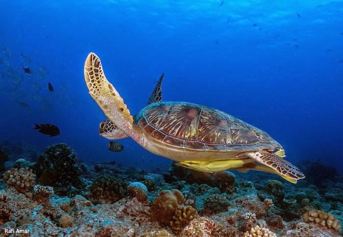 28 Amazing Pictures Of Sea Turtles 14