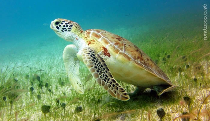 28 Amazing Pictures Of Turtles 15