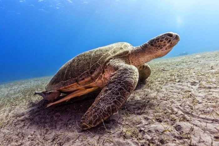 28 Amazing Pictures Of Turtles 17