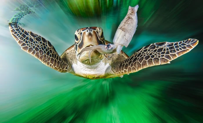 28 Amazing Pictures Of Turtles 4