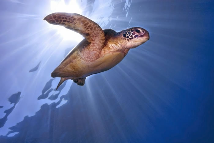 28 Amazing Pictures Of Turtles 5