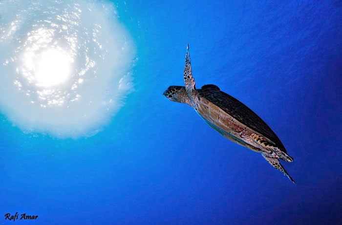 28 Amazing Pictures Of Turtles 8