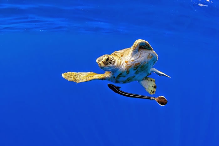 28 Amazing Pictures Of Turtles 9