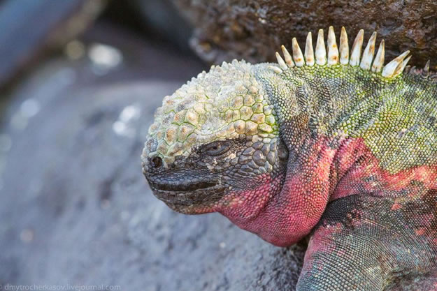 Galapagos Vacations  (2)