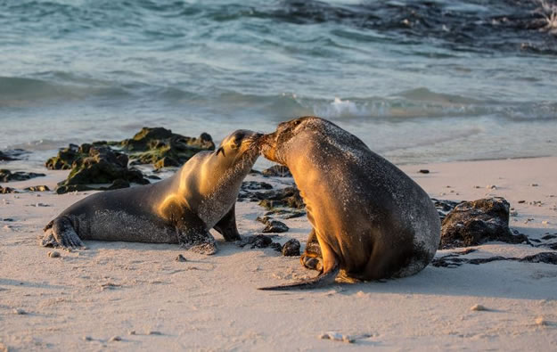Galapagos Vacations  (3)