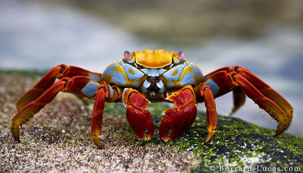 Galapagos Vacations  (4)