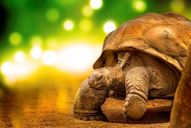 Galapagos Vacations  (5)