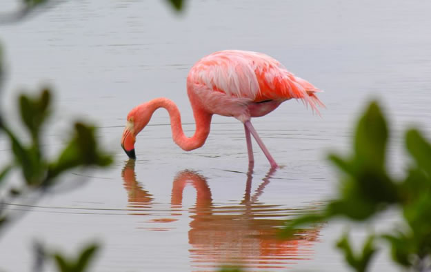 Galapagos Vacations  (6)