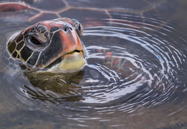 Galapagos Vacations  (7)