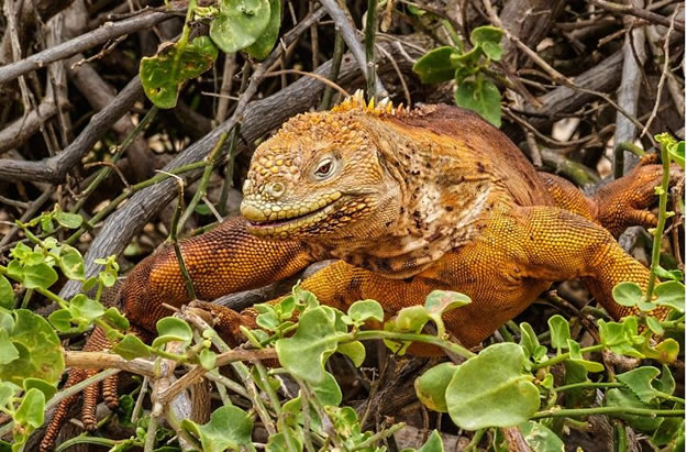 Galapagos Vacations  (8)