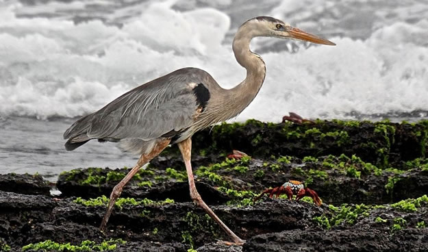 Galapagos islands  28 Images Of National park and Marine Reserve (1)