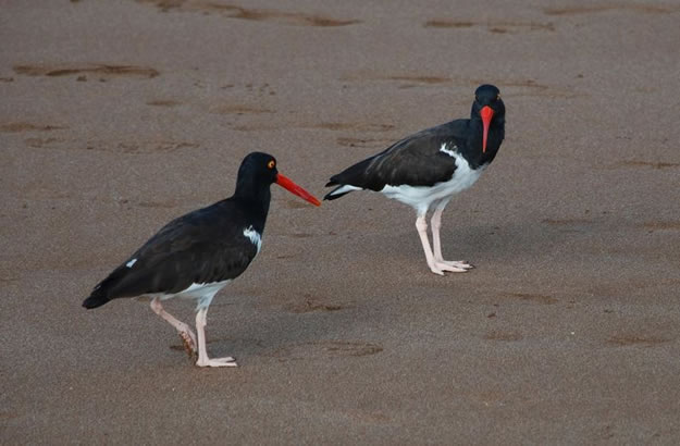 Galapagos islands  28 Images Of National park and Marine Reserve (10)