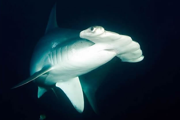 Galapagos islands  28 Images Of National park and Marine Reserve (11)