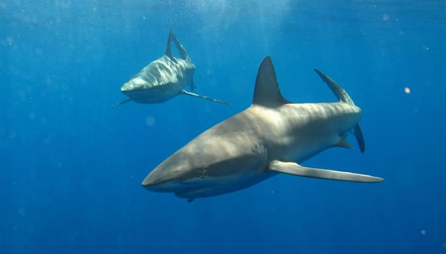 Galapagos islands  28 Images Of National park and Marine Reserve (12)