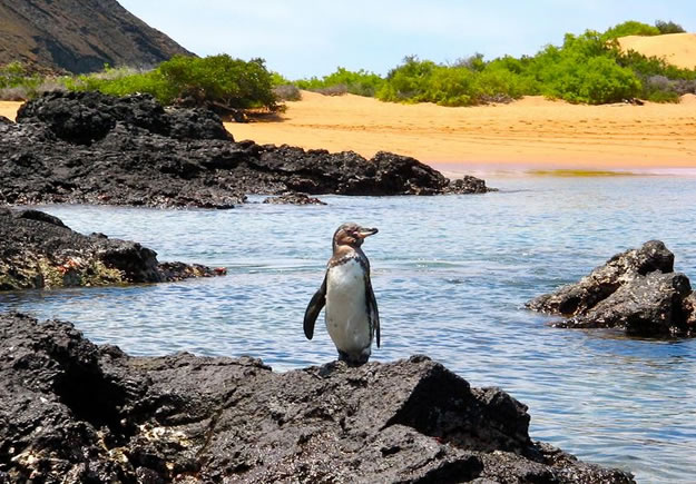 Galapagos islands  28 Images Of National park and Marine Reserve (17)