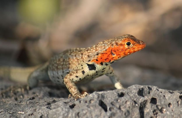Galapagos islands  28 Images Of National park and Marine Reserve (18)