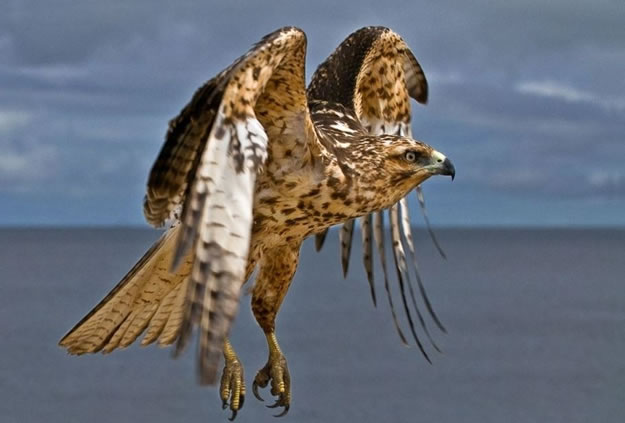 Galapagos islands  28 Images Of National park and Marine Reserve (19)