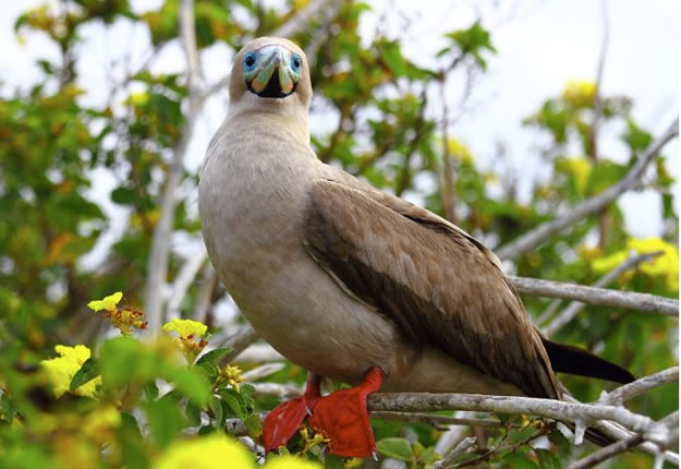 Galapagos islands  28 Images Of National park and Marine Reserve (2)