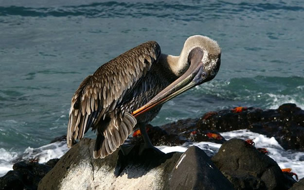 Galapagos islands  28 Images Of National park and Marine Reserve (20)
