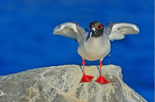 Galapagos islands  28 Images Of National park and Marine Reserve (3)