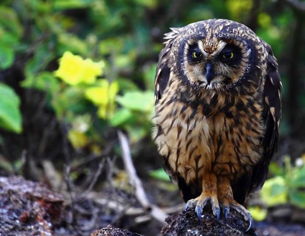 Galapagos islands  28 Images Of National park and Marine Reserve (4)