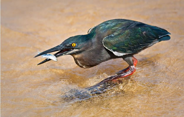 Galapagos islands  28 Images Of National park and Marine Reserve (5)