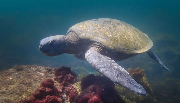 Galapagos islands  28 Images Of National park and Marine Reserve (7)
