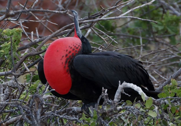 Galapagos islands  28 Images Of National park and Marine Reserve (8)