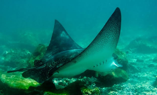 Galapagos islands  28 Images Of National park and Marine Reserve (9)