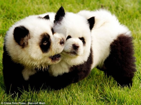 21 Cutest Fluffy Pets Need Some Serious Pet Grooming (3)