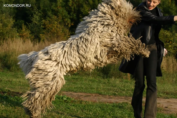 21 Cutest Fluffy Pets Need Some Serious Pet Grooming (4)
