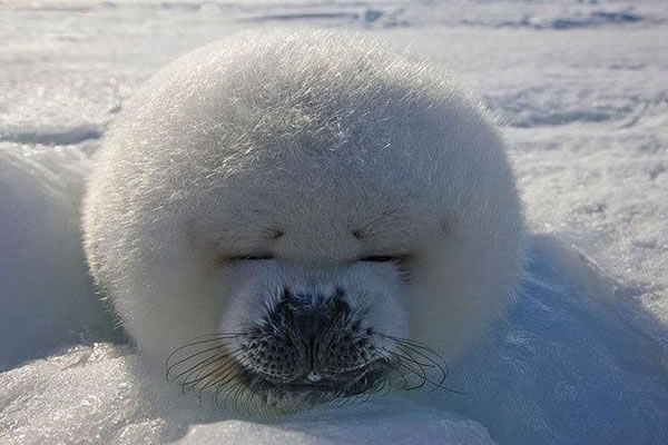 21 Cutest Fluffy Pets that will make your heart melt (13)