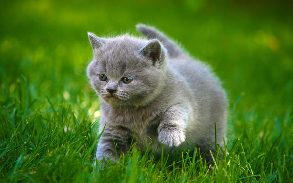 21 Cutest Fluffy Pets that will make your heart melt (14)