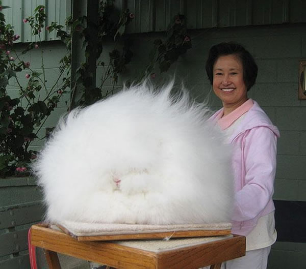 21 Cutest Fluffy Pets that will make your heart melt (16)