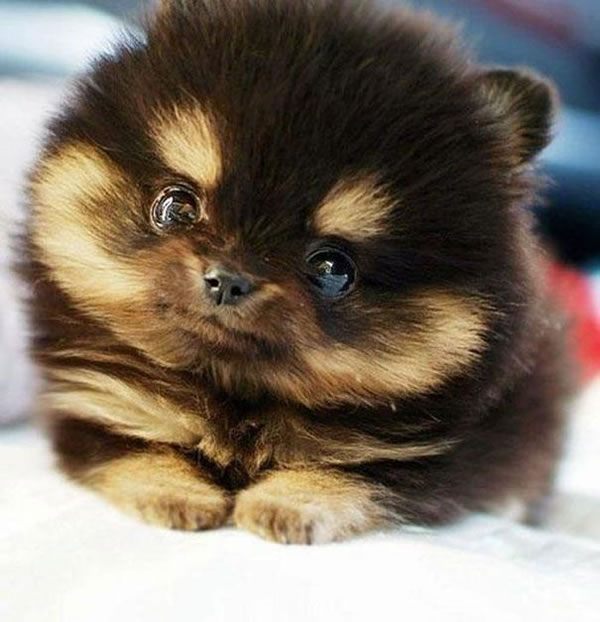 21 Cutest Fluffy Pets that will make your heart melt (4)