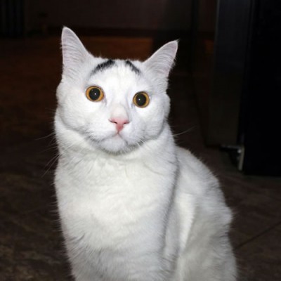 Sam The Cat With Eyebrows Is An Internet Hit