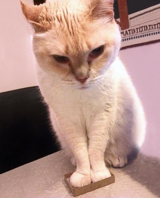 20 Crazy Cat Beds For Over Sized Kitties