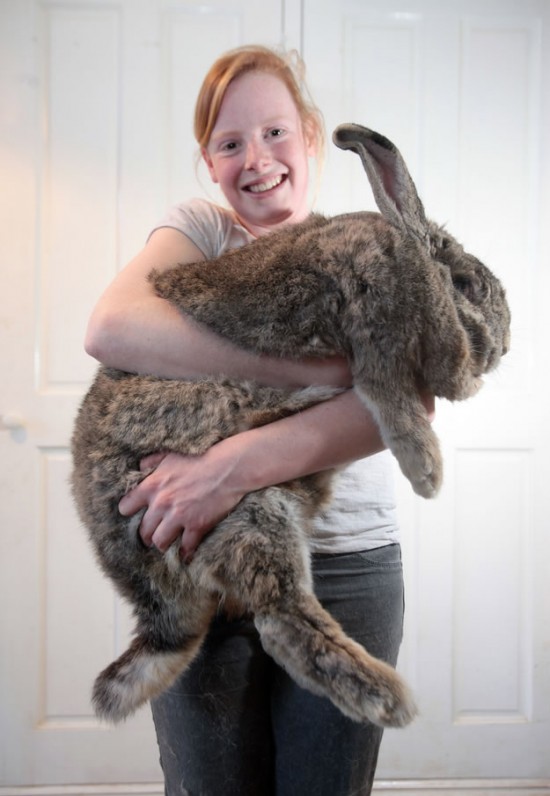 Out Of Control Nature Photos Of 25 Real Life Giant Rabbits