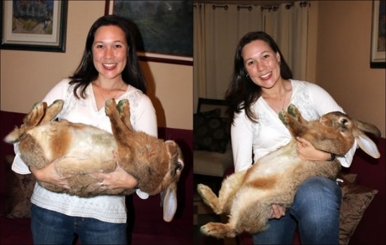 Out Of Control Nature Photos Of 25 Real Life Giant Rabbits