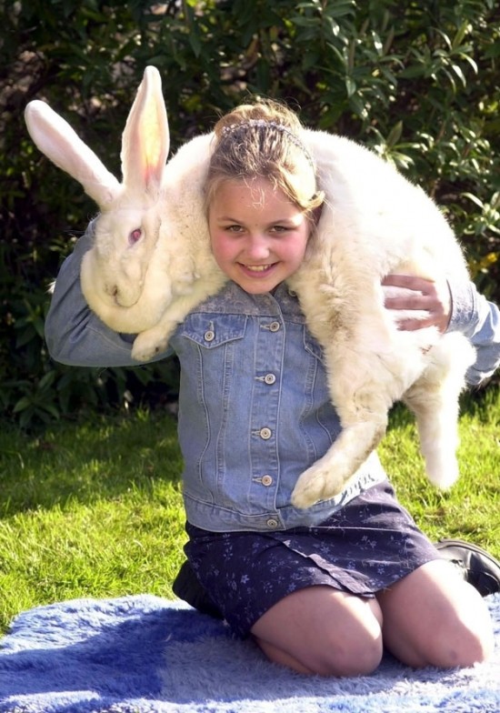 Out Of Control Nature Photos Of 25 Real Life Giant Rabbits